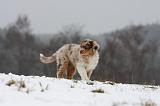 BERGER AUSTRALIEN PUPPIES 484